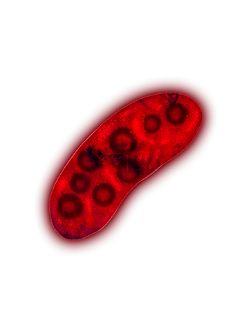 Chromatium okenii