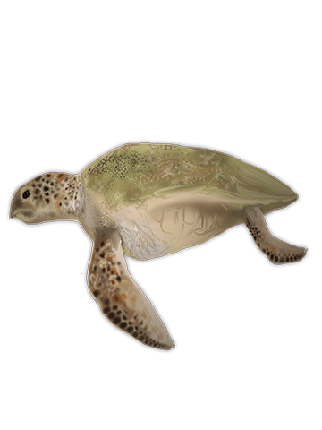 Dermochelys coriacea