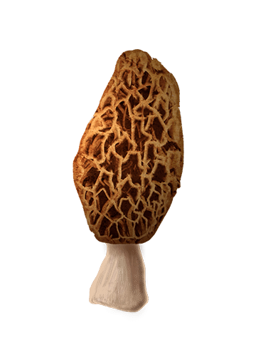 Morchella esculenta