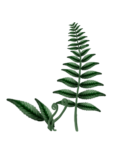 Polypodium vulgare