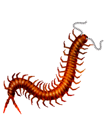 Scolopendra cingulata