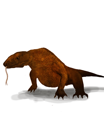 Varanus komodoensis