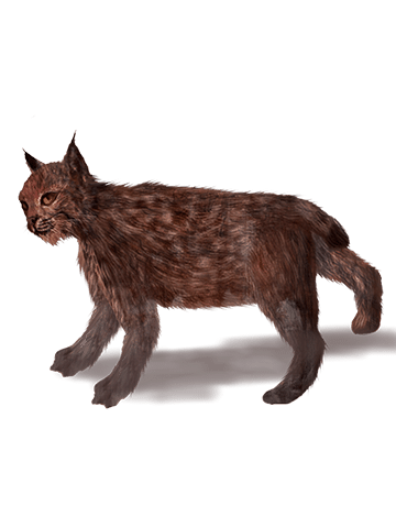 Lynx pardinus