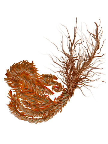 Selaginella lepidophylla