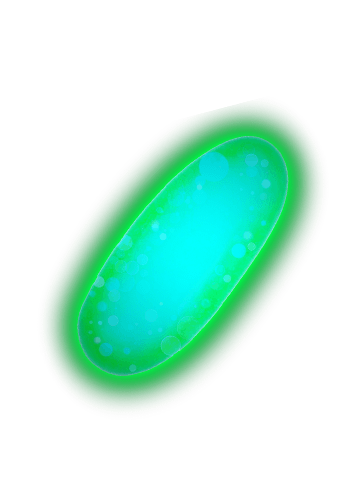 Vibrio fischeri
