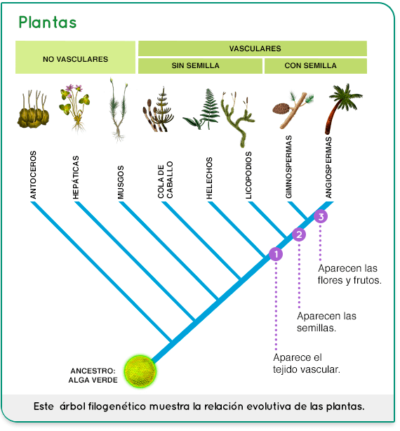 Evolución de las plantas