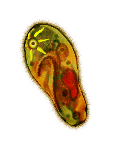Organismo desplazándose por medio de cilios
