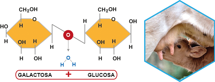 Galactosa + glucosa