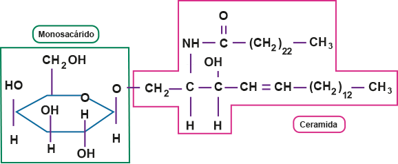 Molécula de glucoesfingolípido