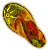 paramecium-aurelia